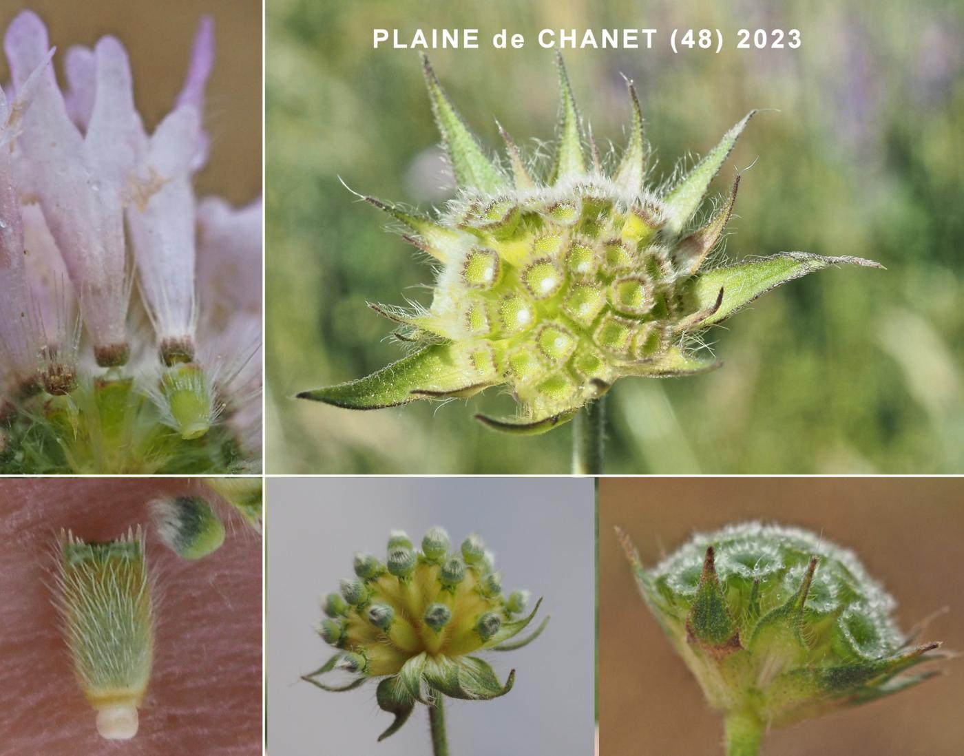 Scabious, Whole-leaved fruit